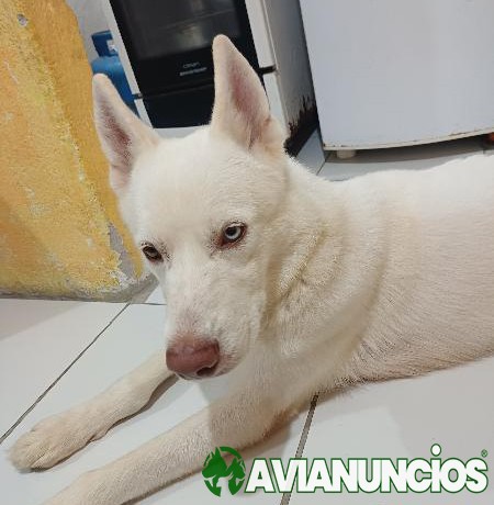 MACHO HULK SIBERIANO DISPONÍVEL PRA CRUZAR EM RECIFE