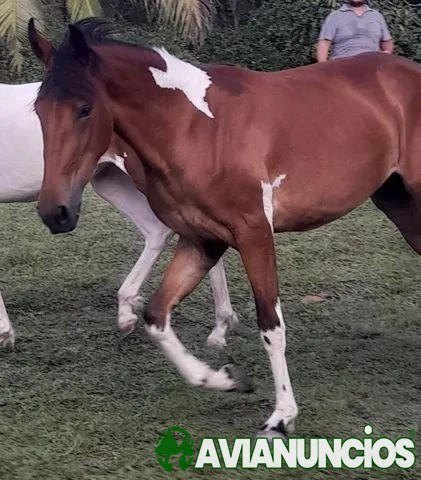 POTRA CAMPOLINA 2 ANOS E MEIO EM MARACANÃ