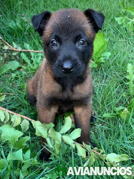 VENDO PASTOR BELGA MALINOIS COM 45 DIAS EM BRASIL